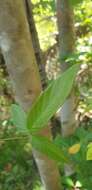 Image of Silverleaf Desmodium