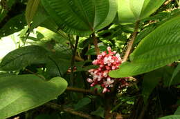 Image of Tococa platyphylla Benth.