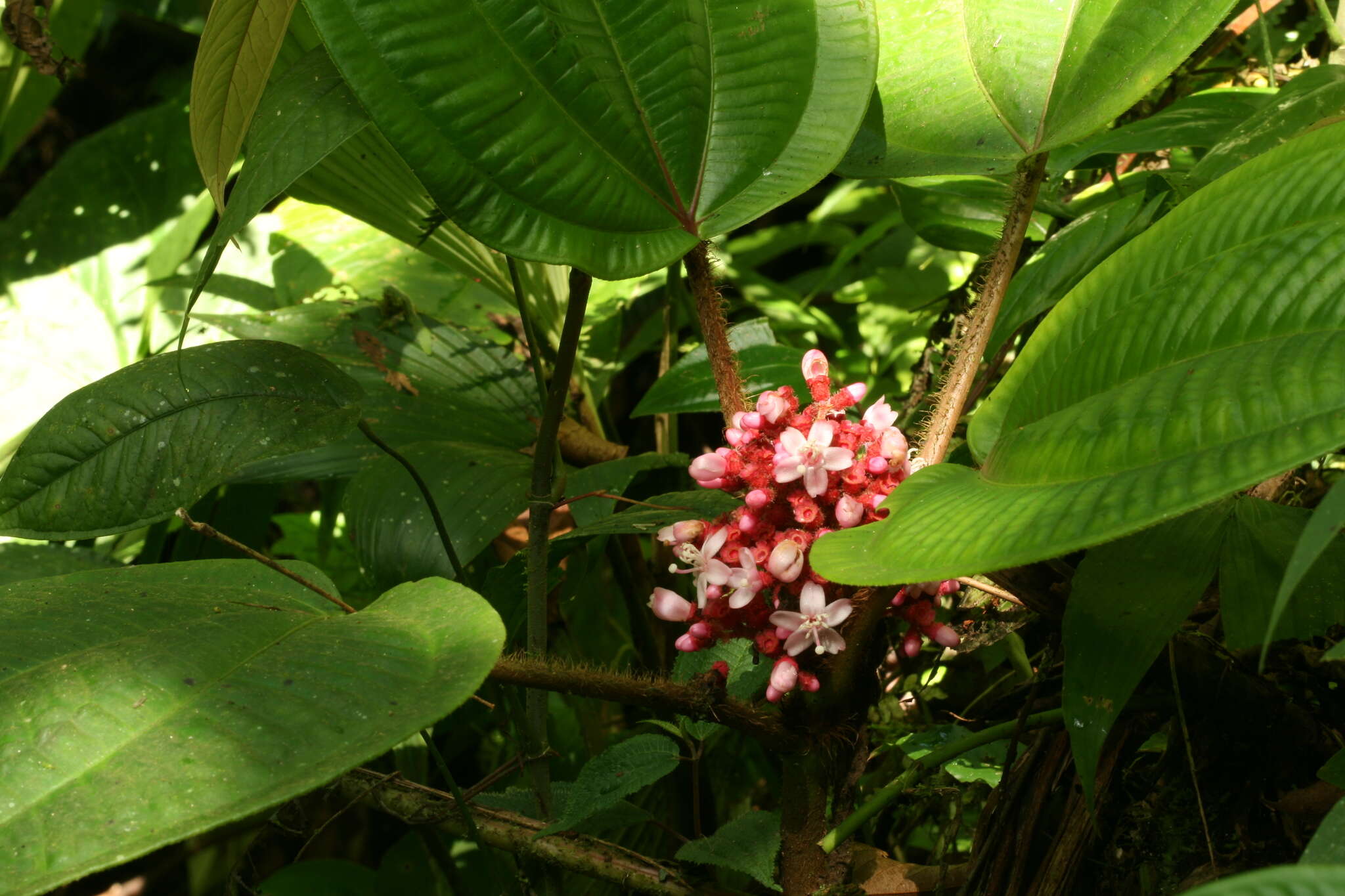 Tococa platyphylla Benth.的圖片