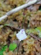 Image of Utricularia pubescens Sm.