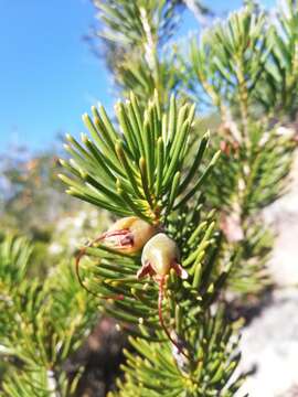 Image de Melaleuca valida (S. Moore) Craven & R. D. Edwards