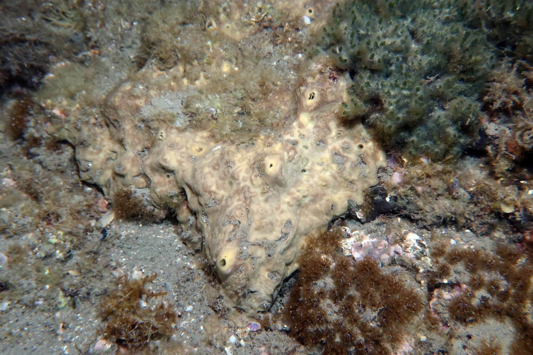 Image of green boring sponge