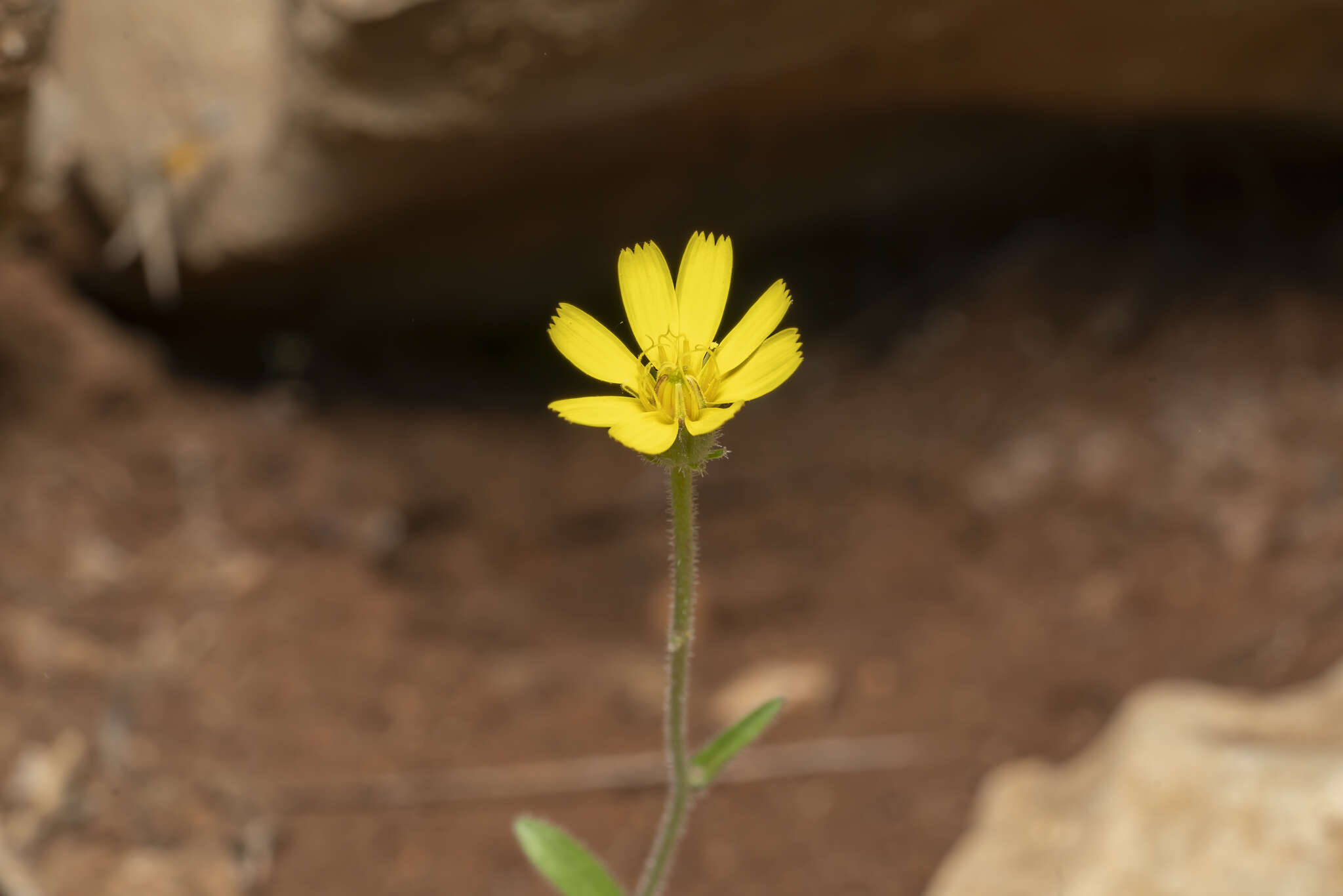 Image of smallflower oxtongue