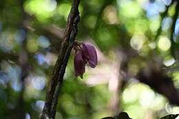 Image of Clitoria sagotii Fantz