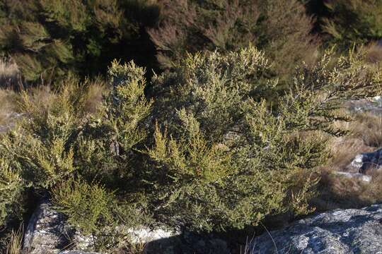 Image of Olearia solandri (Hook. fil.) Hook. fil.