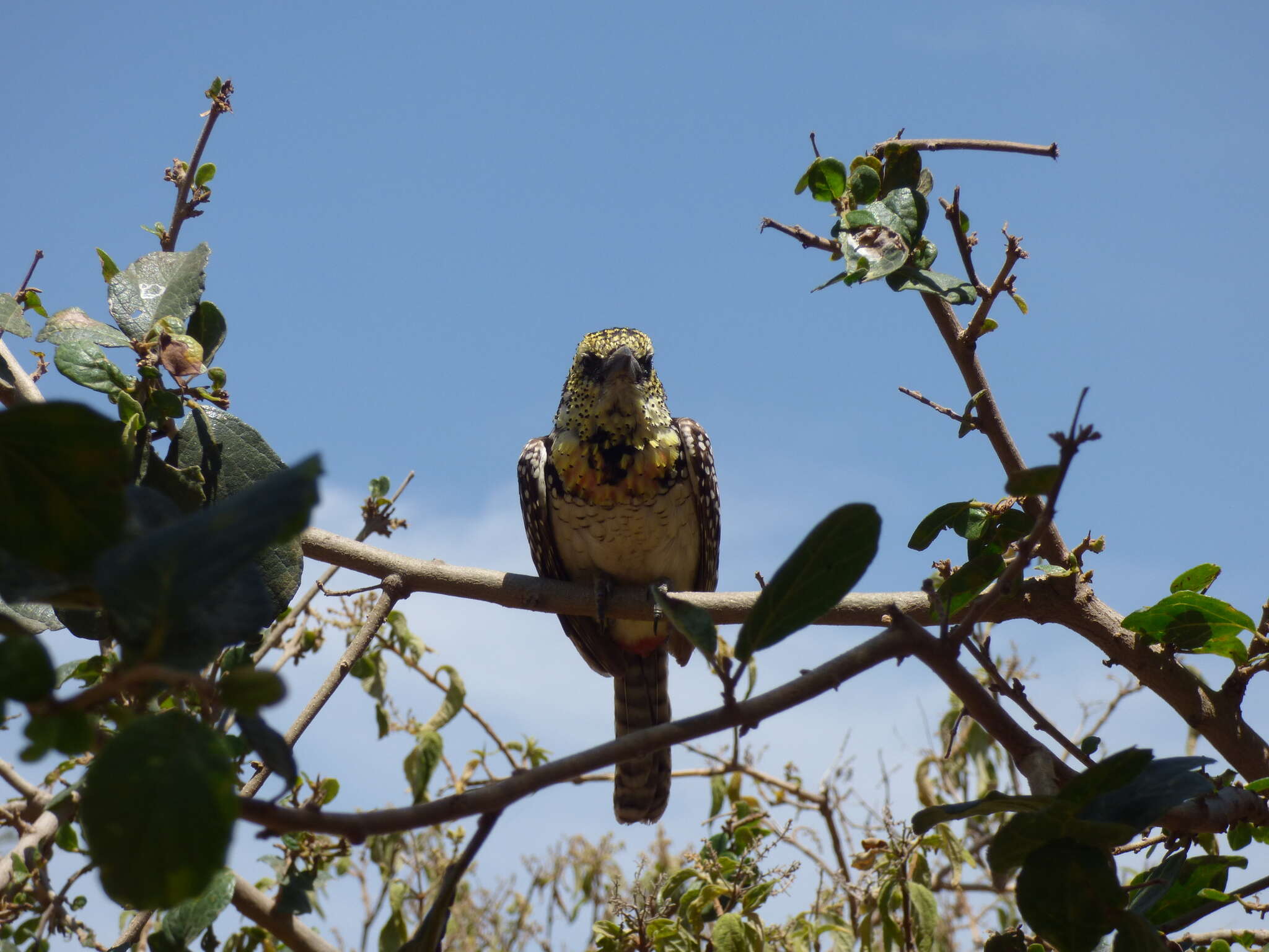 Image of D'Arnaud's Barbet