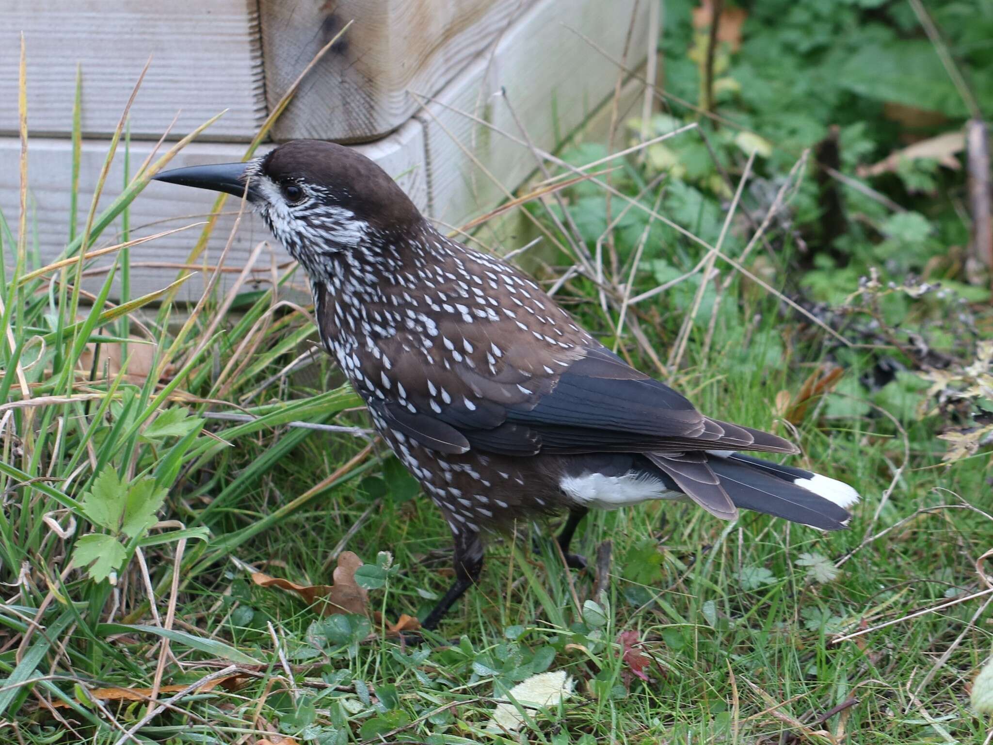 Image of Nucifraga caryocatactes caryocatactes (Linnaeus 1758)