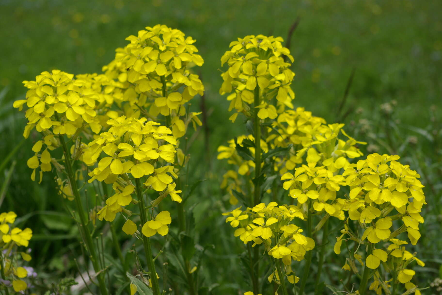 Image of Erysimum ibericum (Adams) DC.