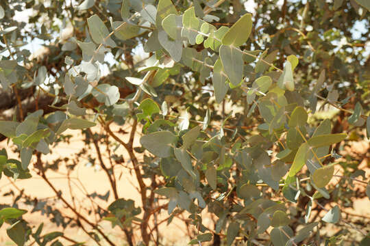 Image of Eucalyptus gamophylla F. Müll.