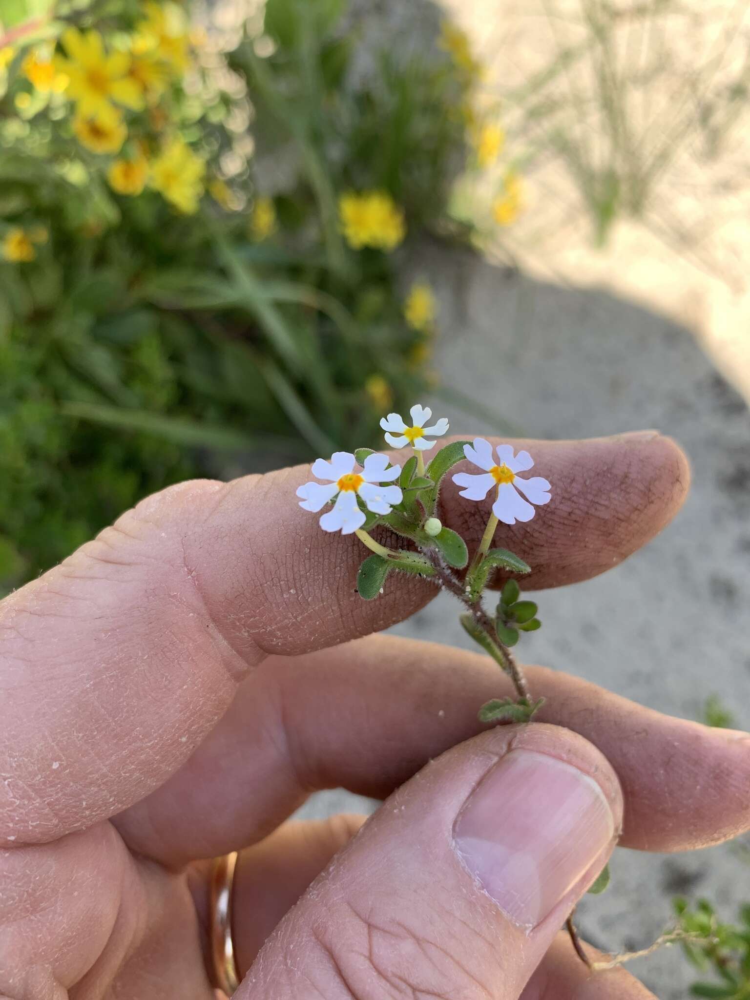 Image of Zaluzianskya villosa F. W. Schmidt