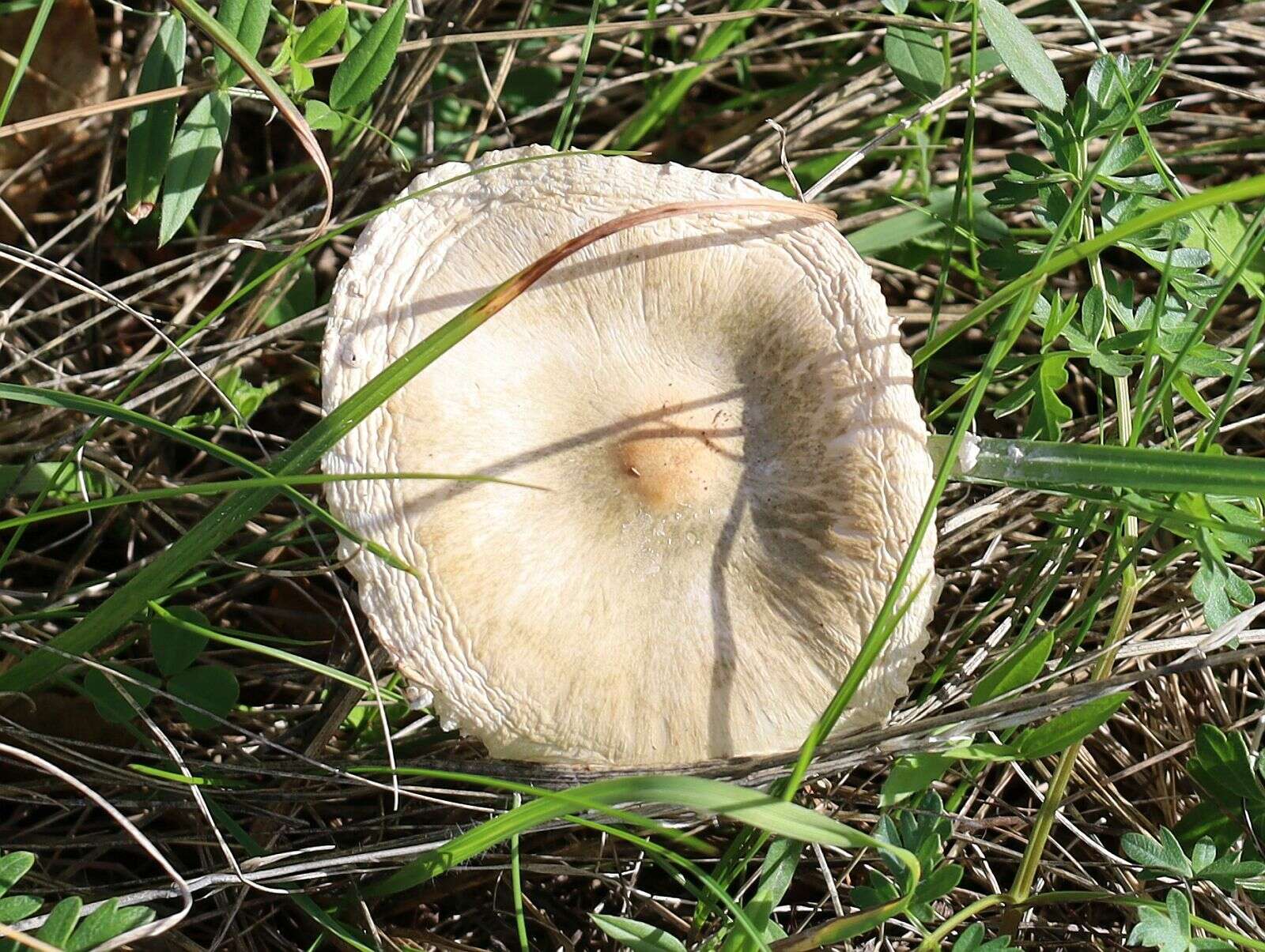 Слика од Lepiota erminea (Fr.) P. Kumm. 1871