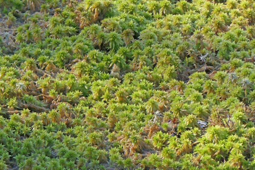 Image of Torrey's sphagnum