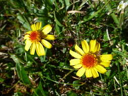 Image of Dwarf Arctic Groundsel