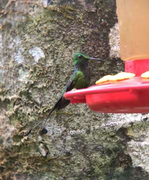 Image of Rufous-booted Racket-tail