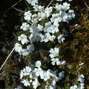 Image de Euphrasia drucei Ashwin