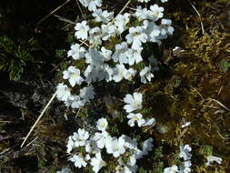 Image of Euphrasia drucei Ashwin