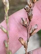 Image of smallhead blazing star