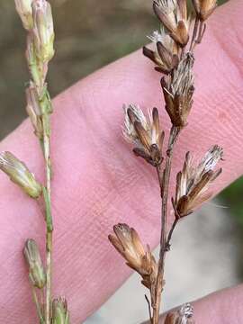 Imagem de Liatris microcephala (Small) Schumann