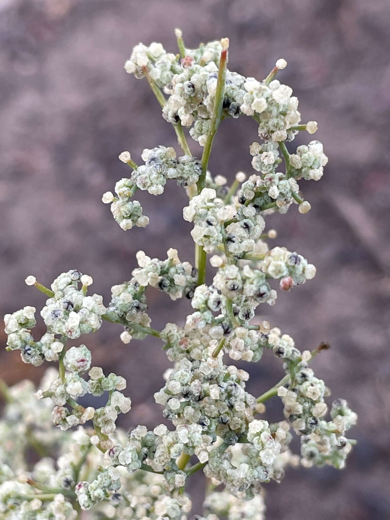 Image de Chenopodium nevadense Standl.