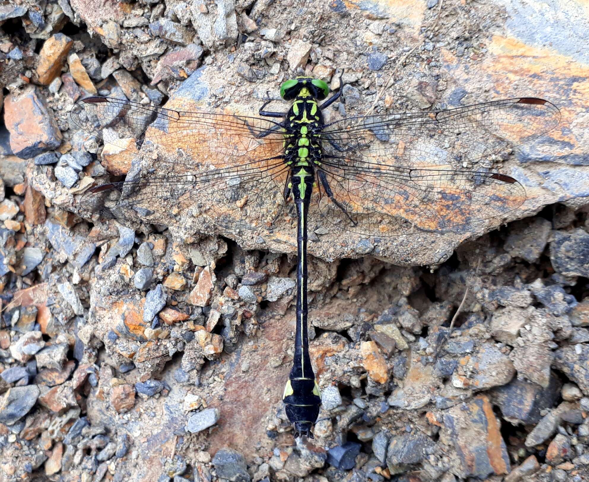 صورة Anisogomphus Selys 1858