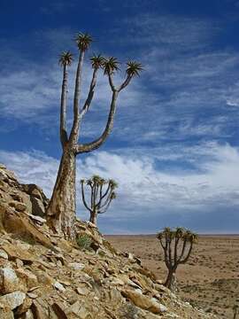 Image of Bastard quiver tree