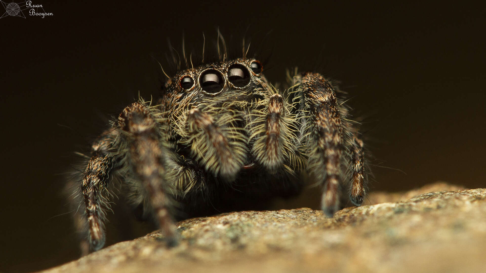 Image of Nigorella hirsuta Wesolowska 2009