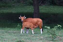 Image of Banteng