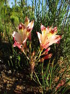 Image of Alstroemeria diluta Ehr. Bayer