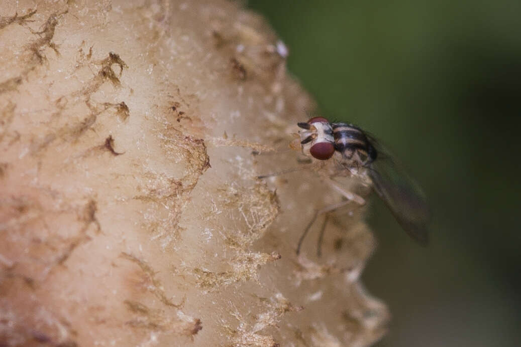 Image of Hirtodrosophila trivittata (Strobl 1893)