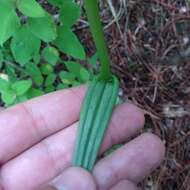 Image of Thurber's Bog Orchid