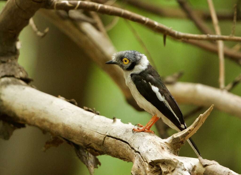 Image of White Helmet Shrike