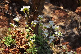 Image of Gray rockcress