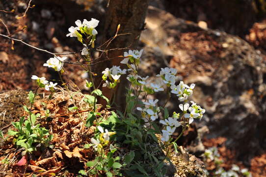 Image of Gray rockcress