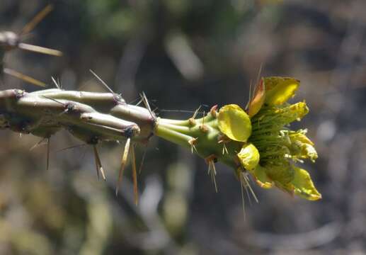 Image of Cylindropuntia thurberi subsp. thurberi