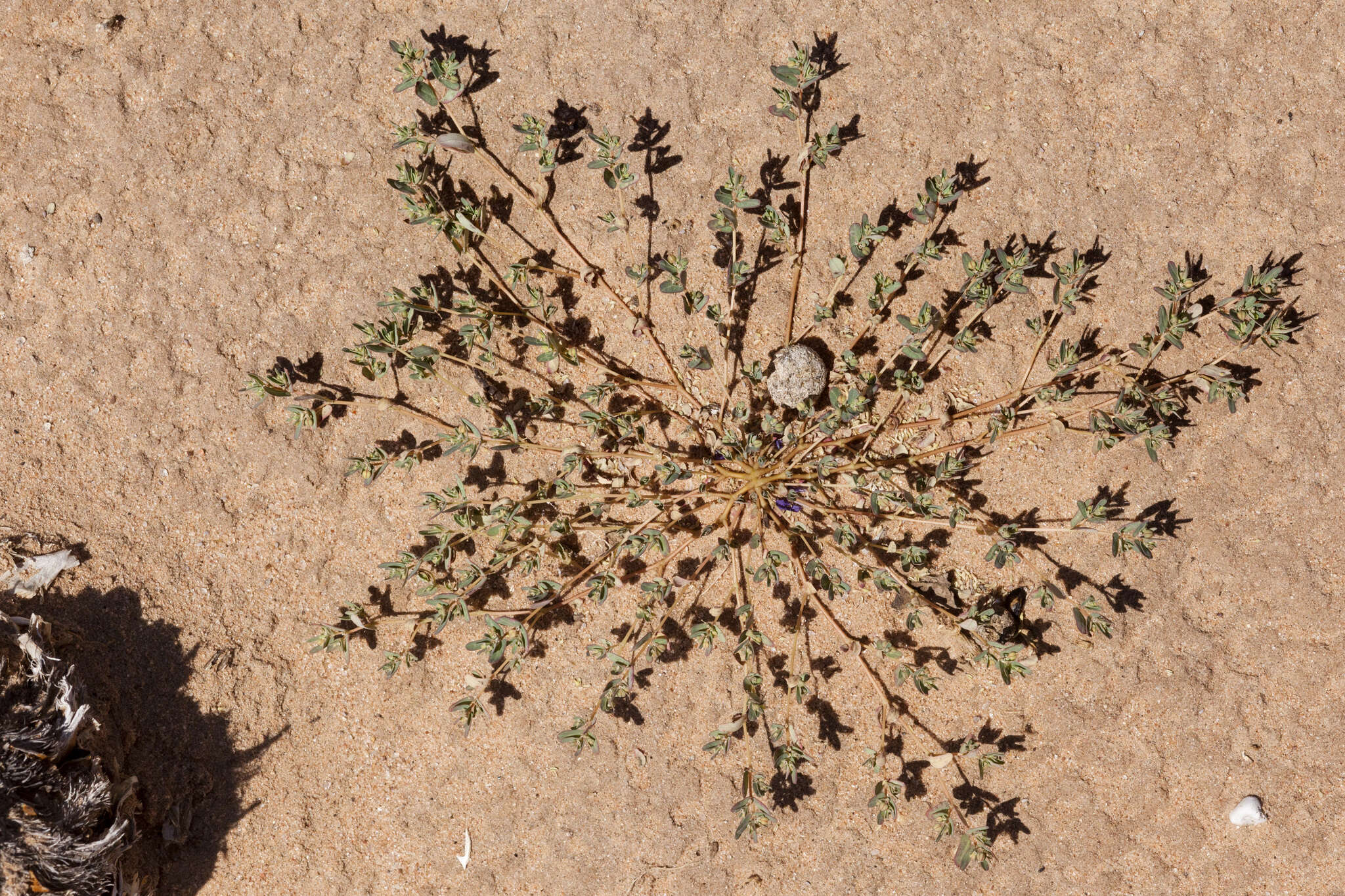 Image of ribseed sandmat