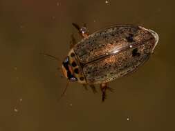 Image of Predaceous diving beetle