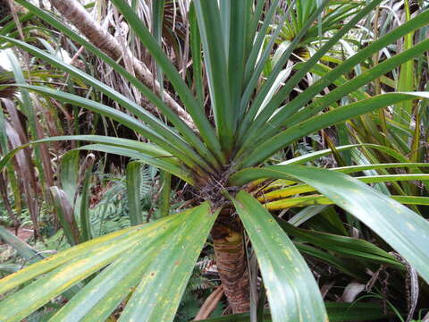 Image of Pandanus montanus Bory