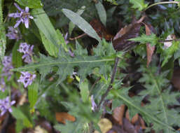 Plancia ëd Cirsium tashiroi Kitam.