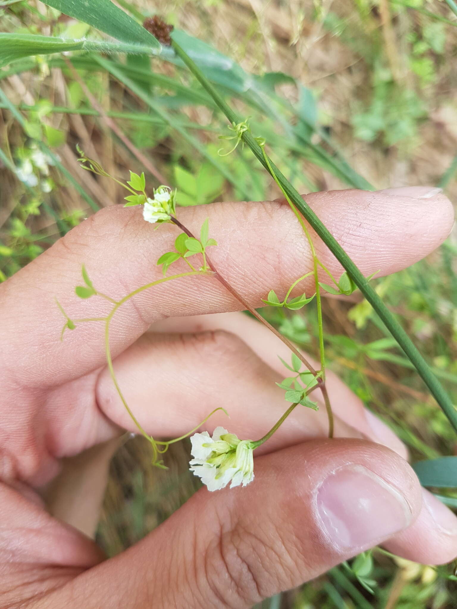 Image of Ceratocapnos claviculata subsp. claviculata