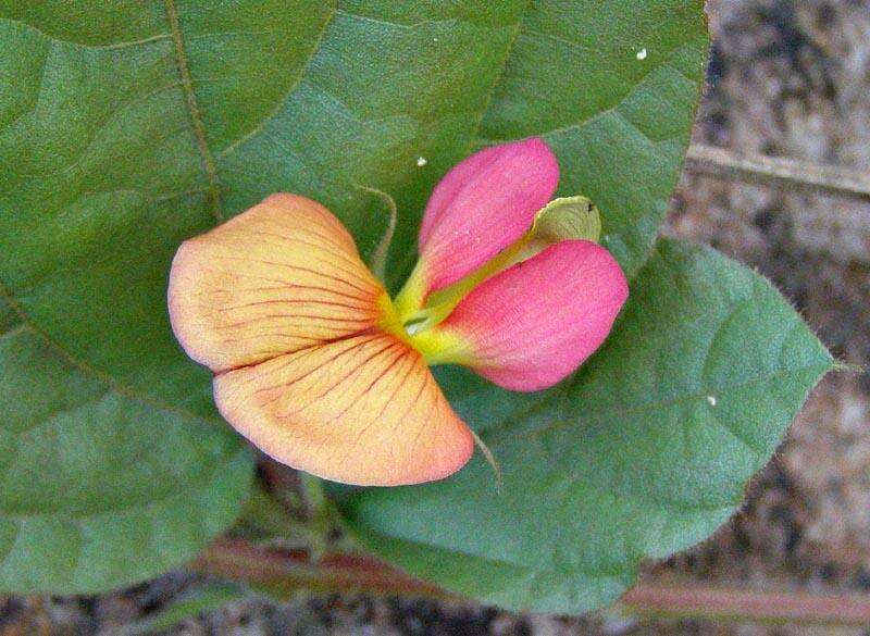 Image de Rhynchosia monophylla Schltr.