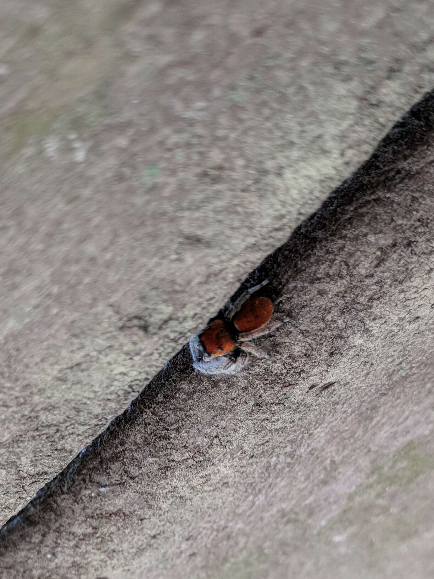 Image of Tawny Jumping Spider