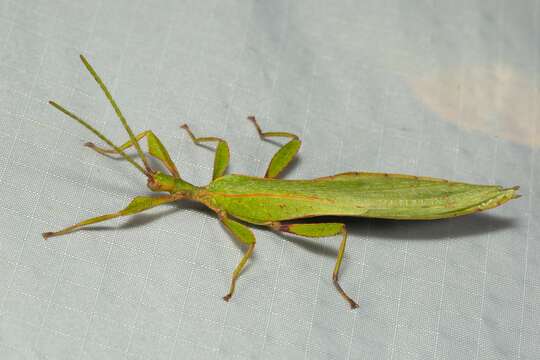 Image of Phyllium (Phyllium) brossardi Cumming, Le Tirant & Teemsma 2017