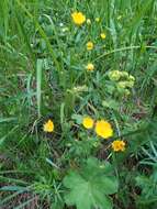 Image of European cinquefoil