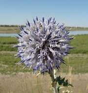 Image of Echinops albicaulis Kar. & Kir.