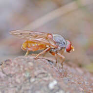 Imagem de Brachyopa maculipennis Thompson 1980