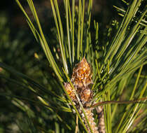 Image of Norway Pine