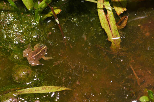 Image of Green Puddle Frog