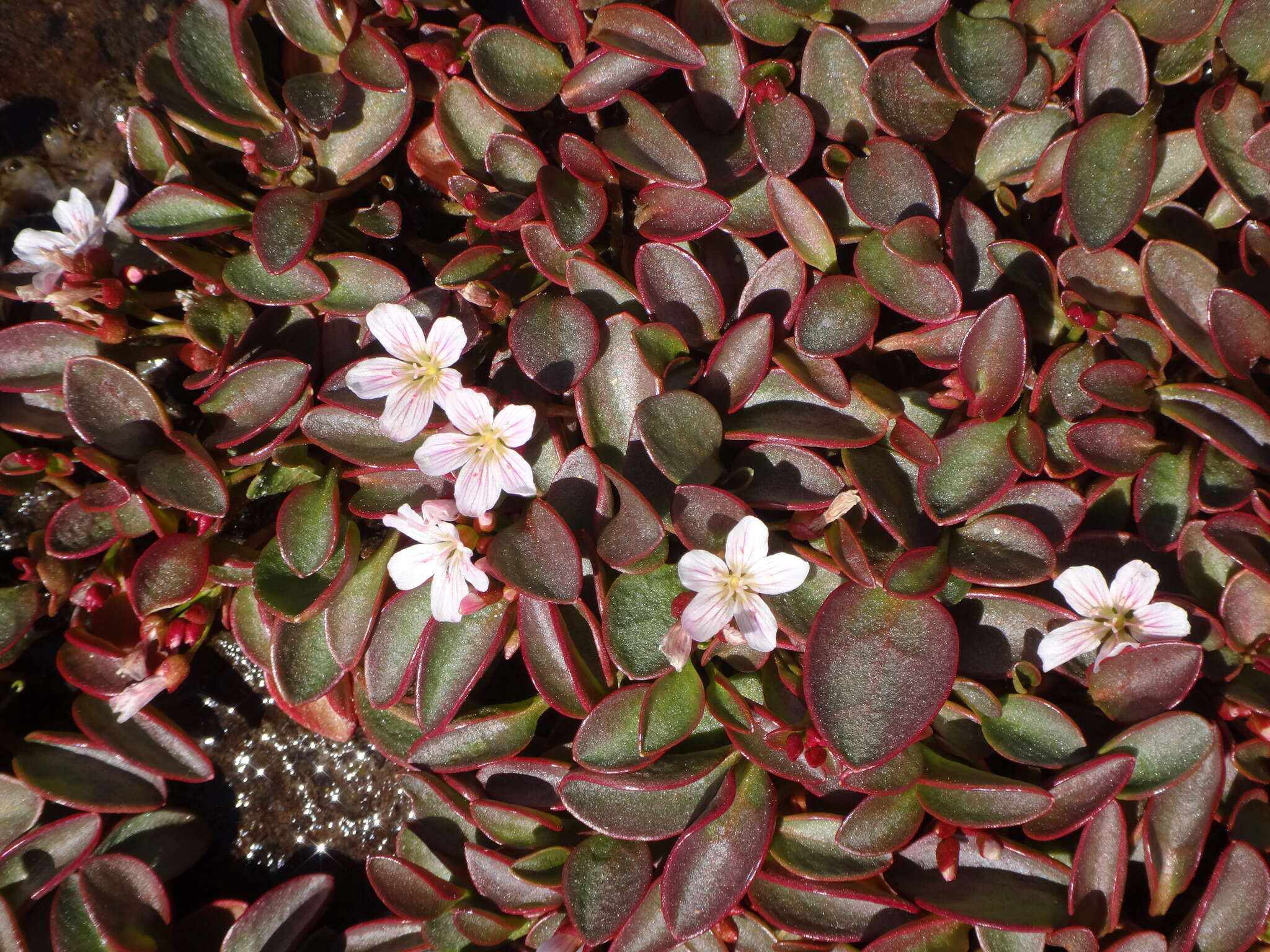 Image of Sierran Springbeauty