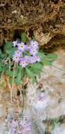 Image de Primula specuicola Rydb.