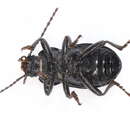 Image of <i>Euboeus laticollis</i>